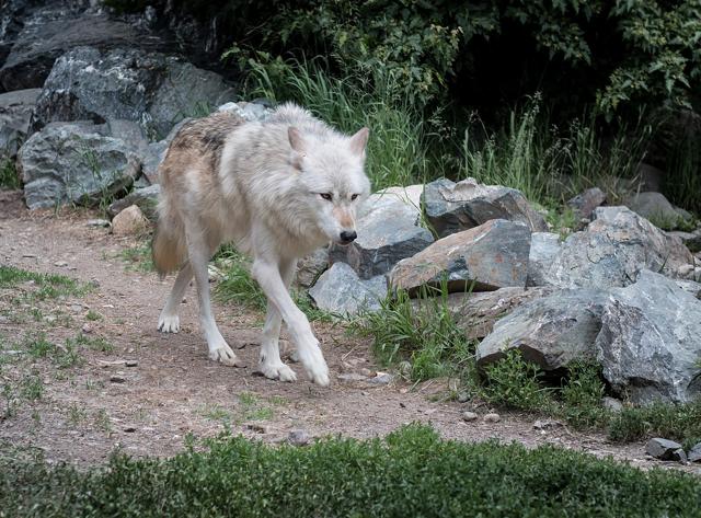 International Wolf Center